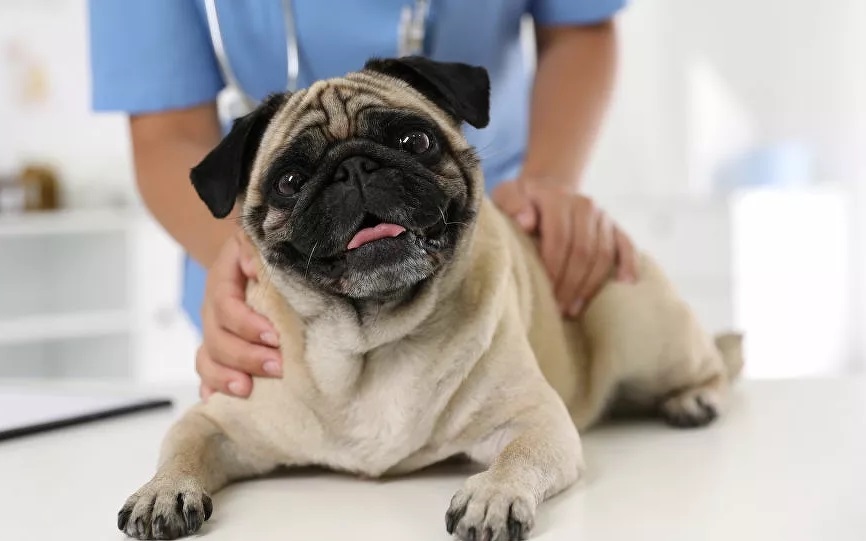 Thiết bị cấy ghép titan giúp cho chó pug tự thở được dù bị sụp thanh quản